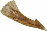 Fossil Sawfish (Onchopristis) Rostral Barb - Morocco #231007-1